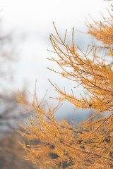 Detail of gold color larch branches in autumn