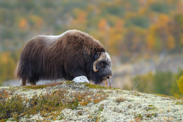 Musk-ox in a fall colored setting at Dovrefjell Norway