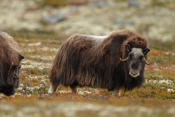 Musk-ox in a fall colored setting at Dovrefjell Norway