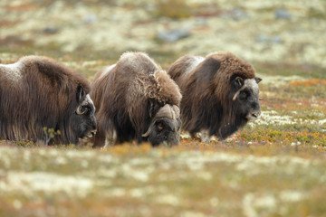 Musk-ox in a fall colored setting at Dovrefjell Norway