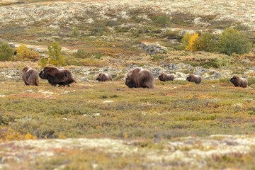 Musk-ox in a fall colored setting at Dovrefjell Norway