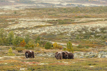 Musk-ox in a fall colored setting at Dovrefjell Norway