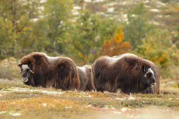 Musk-ox in a fall colored setting at Dovrefjell Norway