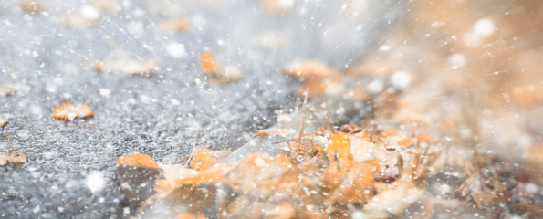 Background autumn park in the first snow