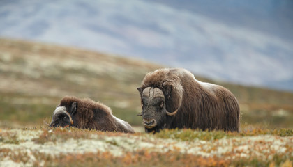 Musk-ox in a fall colored setting at Dovrefjell Norway © Menno Schaefer