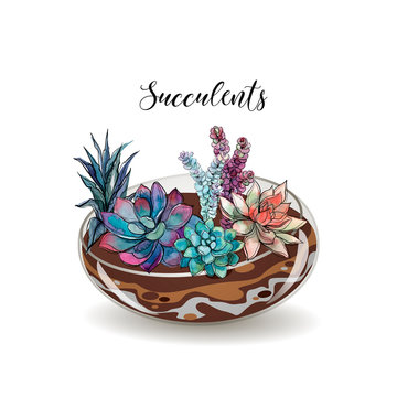 Succulents in glass aquariums. Flower decorative compositions. Graphics. Watercolor Vector