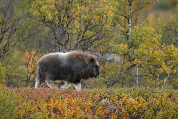 Musk-ox in a fall colored setting at Dovrefjell Norway