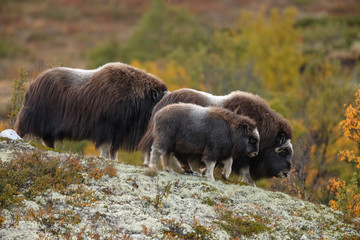 Musk-ox in a fall colored setting at Dovrefjell Norway