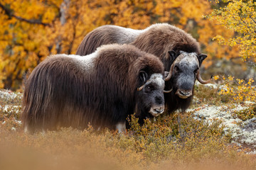 Musk-ox in a fall colored setting at Dovrefjell Norway