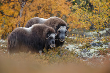 Musk-ox in a fall colored setting at Dovrefjell Norway