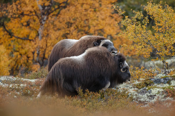 Musk-ox in a fall colored setting at Dovrefjell Norway