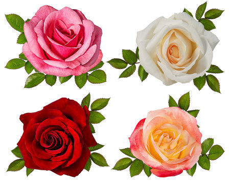 rose isolated on white background