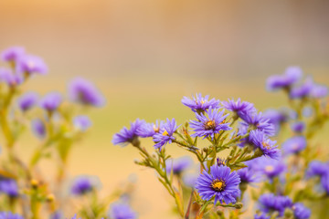 Fototapeta premium aster alpinus aster alpejski późną jesienią o zachodzie słońca