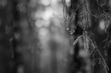 Black and white image of Beautiful Rain drops on pine leaves.