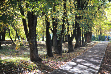 Autumn background in the park