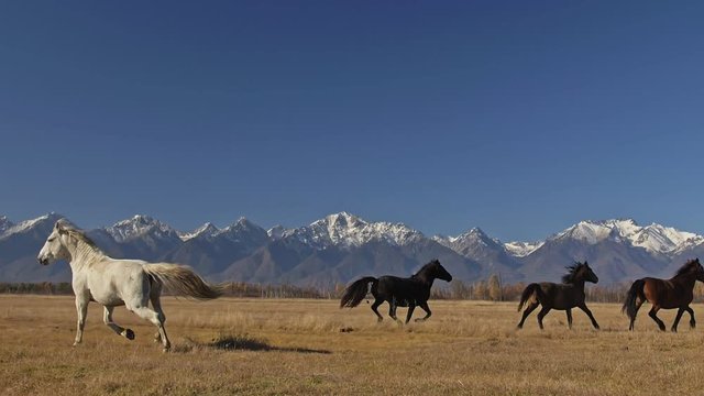 Walking and running horse. Horses moves slowly against the background of the grazing herd. Herd of horses running on the steppes in background snow-capped mountain. Slow Motion at rate of 180 fps.