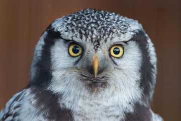 Portrait of Northern hawk-owl (Surnia ulula)