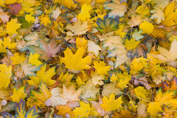 Beautiful fallen colorful maple leaves.