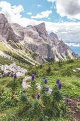 fiori viola sulle dolomiti