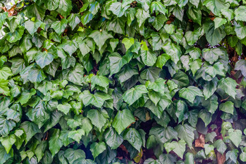 Hedera helix, also known as Common Ivy, or English Ivy, a popular garden plant.