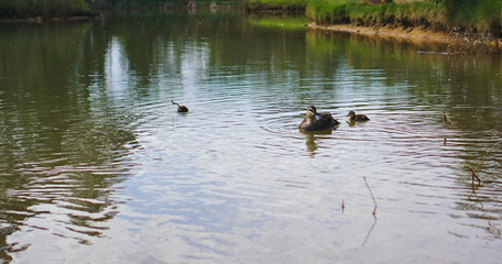 Mother duck with her duckling in lake