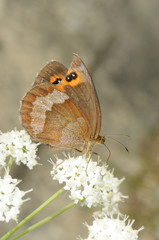 Farfalla