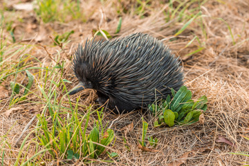 Echidna (tachyglossidae) walking along in a field in NSW, Australia.