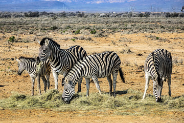 Naklejka na ściany i meble A herd of Zebras (Equus zebra zebra) in a meadow. South Africa.