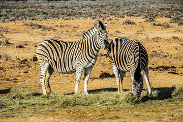 Fototapeta na wymiar A herd of Zebras (Equus zebra zebra) in a meadow. South Africa.