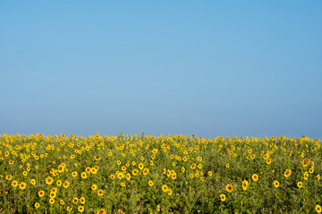 Naklejka premium sunflower field and blue sky