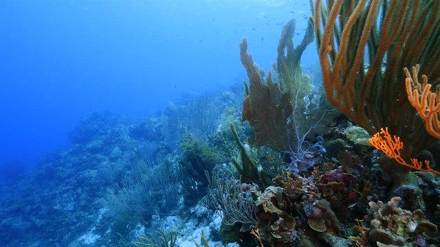 Seascape of coral reef in Caribbean Sea around Curacao at dive site Smokey's  with various coral and sponge