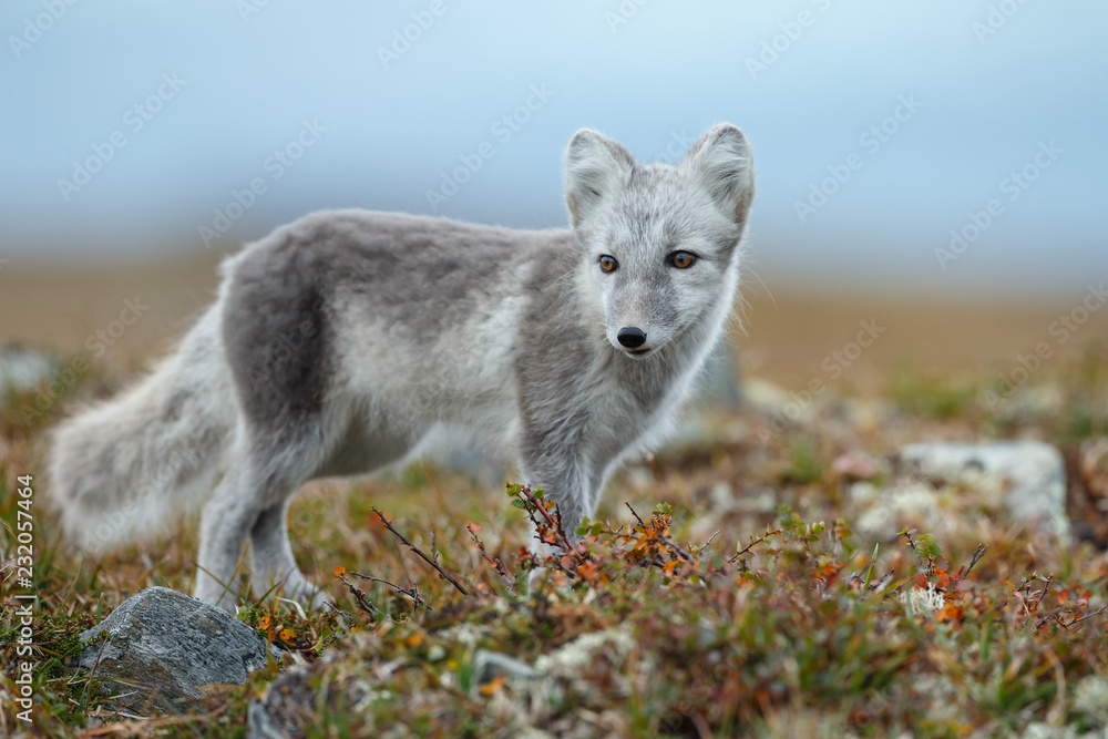 Canvas Prints arctic fox in a fall setting on a cold part of norway