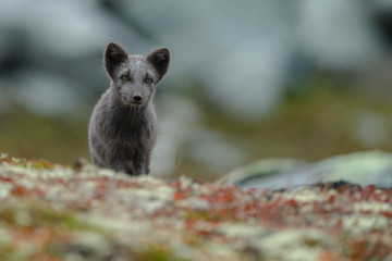 Arctic fox in a fall setting on a cold part of Norway