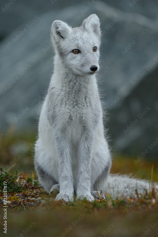 Canvas Prints arctic fox in a autumn setting in the arctic part of norway