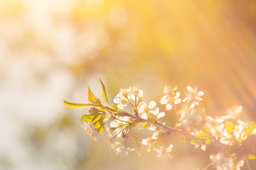Photo of beautiful cherry blossom, abstract natural background, fine art, spring time season, apple blooming in sunny day, floral wallpaper, soft focus, little white flowers on tree branch