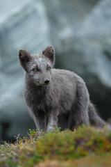 Arctic fox in a autumn setting in the arctic part of Norway