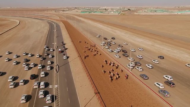 RAS AL KHAIMAH, U.A.E - DECEMBER 25 2017: Open shot of aerial view following a group of camels during a race in the desert of Ras Al Khaimah, U.A.E.