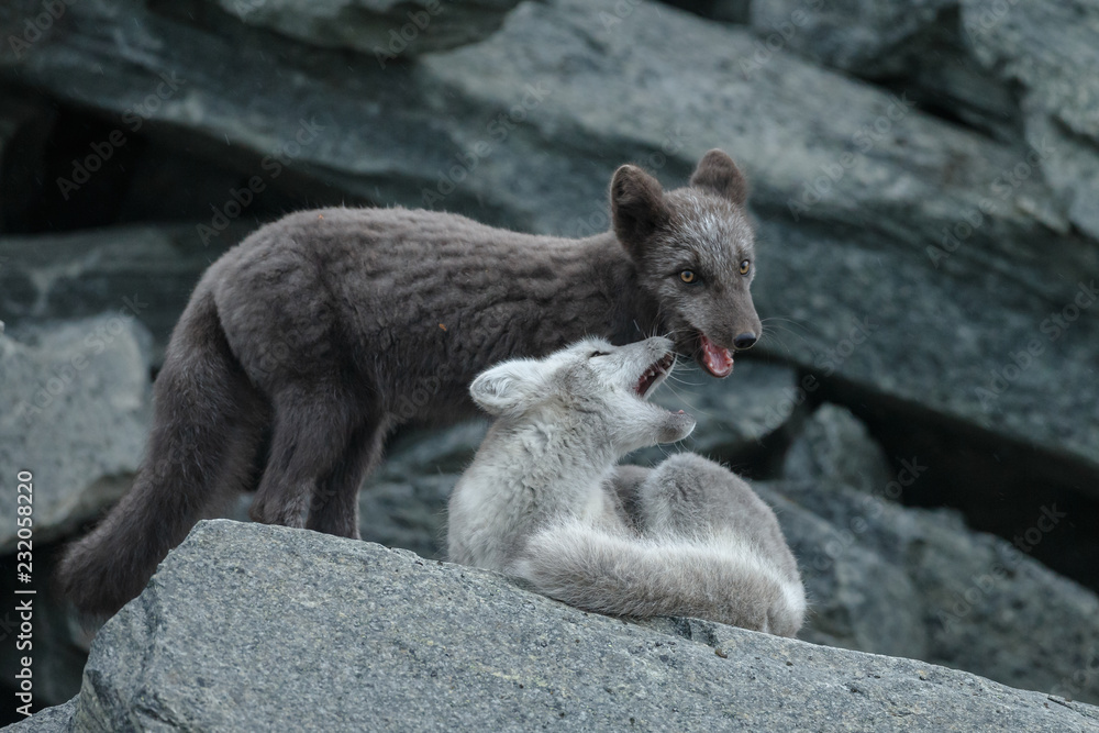 Canvas Prints arctic fox in a autumn setting in the arctic part of norway