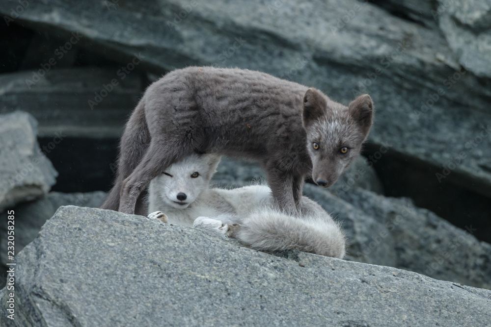Wall mural arctic fox in a autumn setting in the arctic part of norway