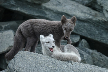 Arctic fox in a autumn setting in the arctic part of Norway