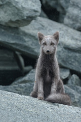 Obraz premium Arctic fox in a autumn setting in the arctic part of Norway