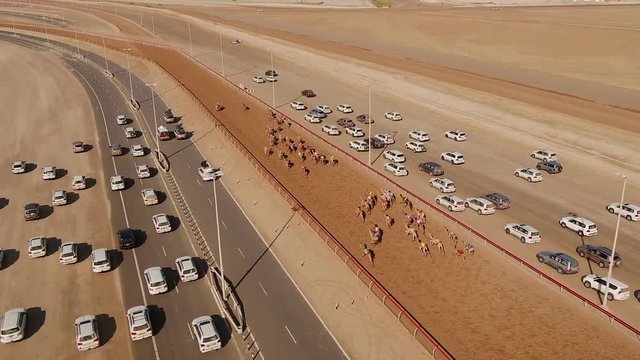 RAS AL KHAIMAH, U.A.E - DECEMBER 25 2017: Open shot of aerial view following a group of camels during a race in the desert of Ras Al Khaimah, U.A.E.