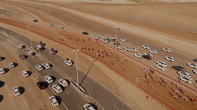 RAS AL KHAIMAH, U.A.E - DECEMBER 25 2017: Aerial view following a group of camels during a race in the desert of Ras Al Khaimah, U.A.E.