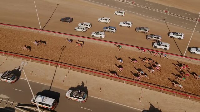RAS AL KHAIMAH, U.A.E - DECEMBER 25 2017: Aerial view over a group of camels during a race in the desert of Ras Al Khaimah, U.A.E.