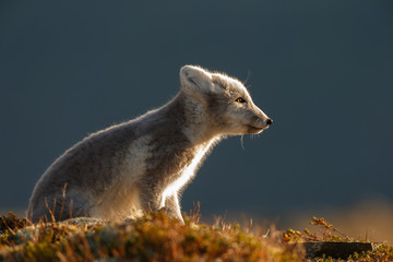 Arctic fox in a autumn setting in the arctic part of Norway
