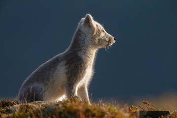 Arctic fox in a autumn setting in the arctic part of Norway