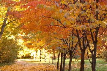 Naklejka na ściany i meble beautiful trees with bright autumn foliage in a sunny park