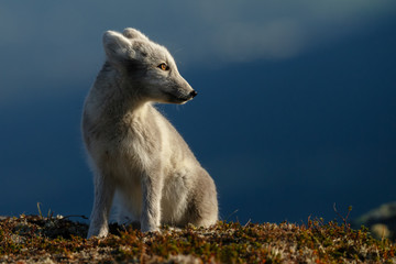 Arctic fox in a autumn setting in the arctic part of Norway