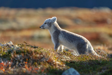 Arctic fox in a autumn setting in the arctic part of Norway