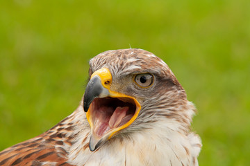 Buzzard, Buteo buteo